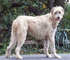 Image result for Irish Wolfhound