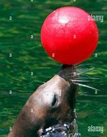 Image result for Sea Lion Ball Red White