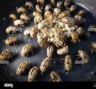 Image result for Cicada Husk