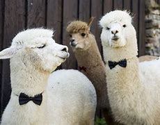 Image result for Cute Fluffy Baby Alpacas