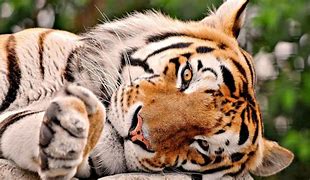 Image result for Cat Tiger Cut