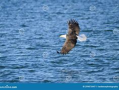 Image result for Bald Eagle Flying Head above Wings