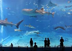 Image result for Xin You Aquarium