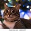 Image result for Cat Inside Christmas Tree