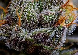 Image result for Exotic Weed Blue