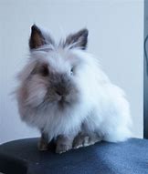 Image result for Siamese Sable Lionhead Rabbit