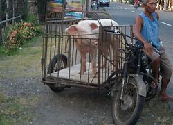 Image result for Chimp Tricycle