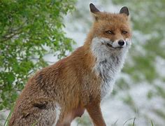 Image result for True Detective Sad Fox