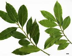 Image result for Laurus Species