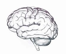 Image result for Brainrot PNG