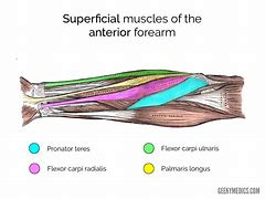 Image result for Forearm Flexors