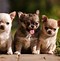 Image result for Chihuahua the Yapping