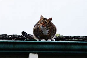 Image result for Animal in Roof Garden