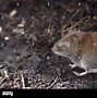 Image result for Short-Tailed Vole