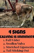 Image result for Prid Cattle