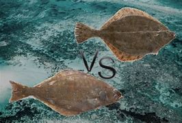 Image result for Plaice Fish vs Flounder