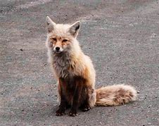 Image result for True Detective Sad Fox