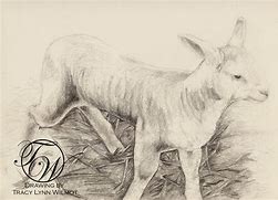 Image result for Baby Lamb Sketches