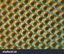 Image result for Bug Eye Texture