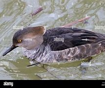 Image result for Immature Male Hooded Merganser