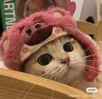 Image result for Adorable Scraggly Cat