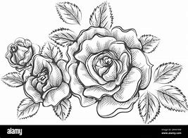 Image result for Drawn Roses Images