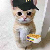 Image result for Goober Cat PFP