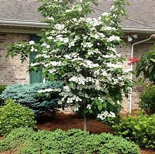 Image result for Cornus X Venus Dogwood