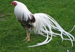 Image result for Fancy Chicken Breeds