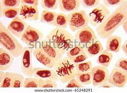 Image result for Dividing Cell and Non-Dividing Cells