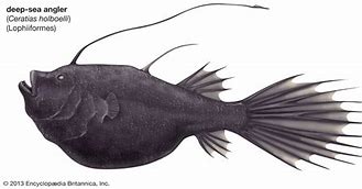 Image result for Esca AnglerFish