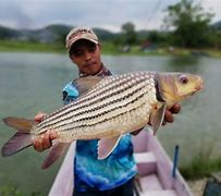 Image result for Ikan Temoleh Umpan