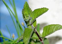 Image result for Creeping Mint Ground Cover