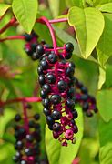 Image result for Poke Berry Plants