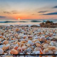 Image result for Sea Shells On Beach