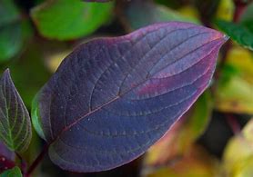 Image result for Osier Dogwood Buds