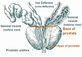 Image result for Prostate Parts