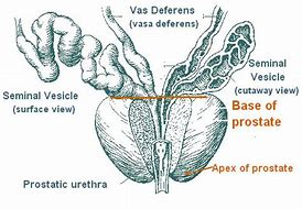 Image result for Prostate Gland Structure