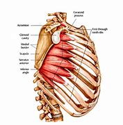 Image result for Serratus Anterior Muscle Side View