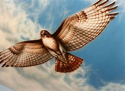 Image result for Hawk Painting