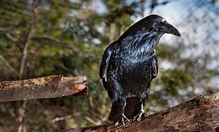 Image result for Most Graceful Raven in the World