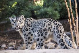 Image result for Snow Leopard Fight