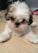 Image result for 12 Week Old Shih Tzu