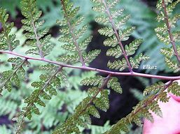 Image result for Athyrium Vidalii