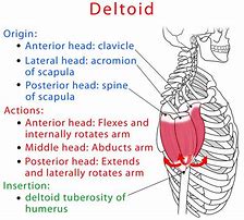 Image result for deltoid muscle anatomy