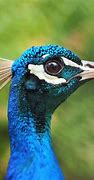 Image result for Peacock Face Cartoon