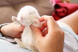 Image result for Super Cute Baby Bunnies