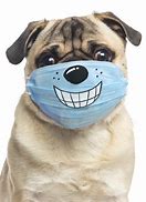 Image result for Dog Wearing a Mask