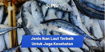 Image result for Macam Macam Ikan Laut