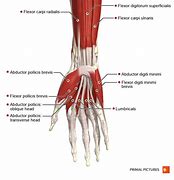 Image result for M Flexor Digiti Minimi Brevis